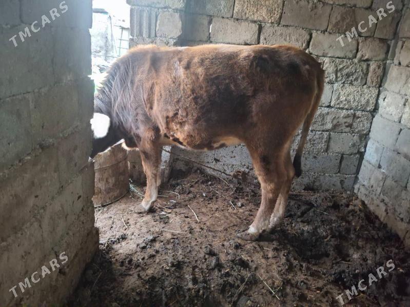 bogaz tüwe - Aşgabat - img 2