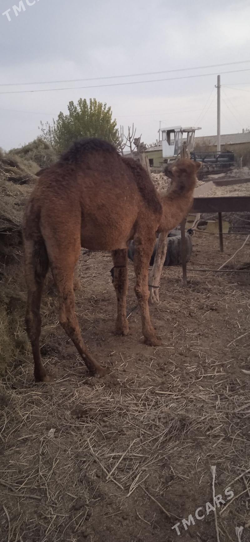 Ogşyk - Babadaýhan - img 2