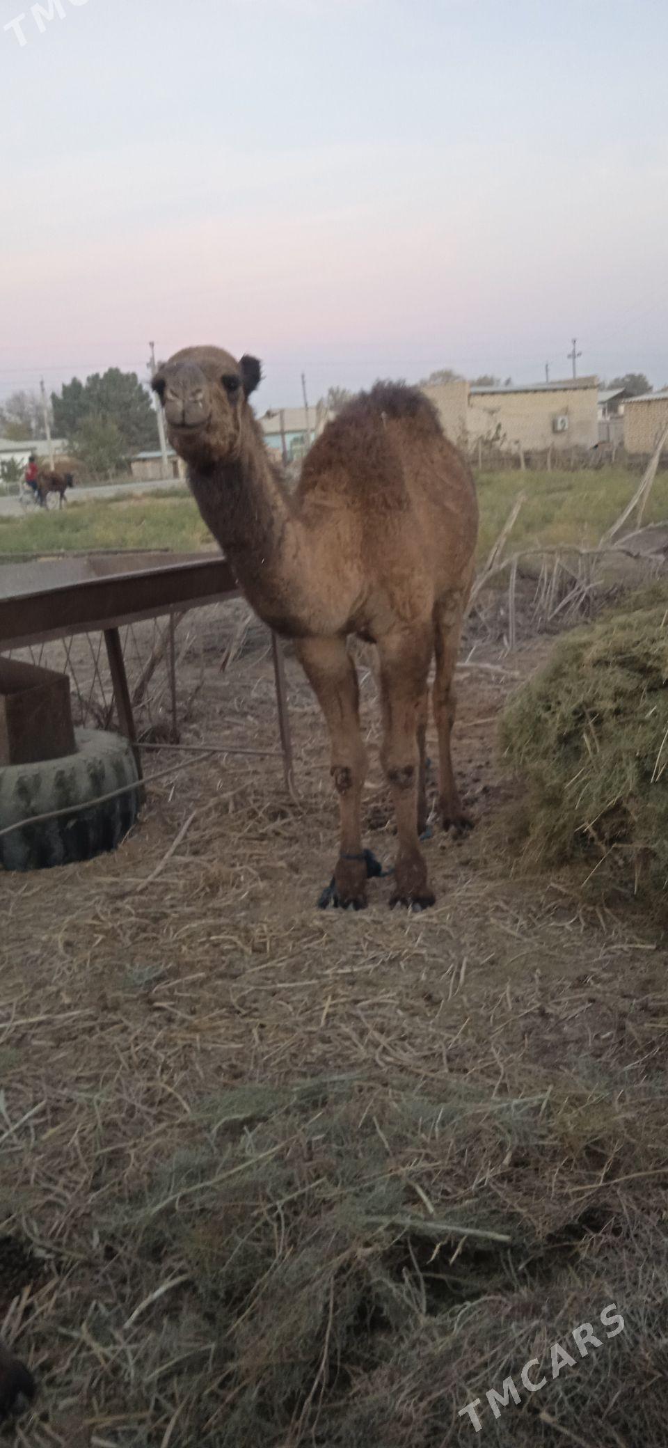 Ogşyk - Babadaýhan - img 4