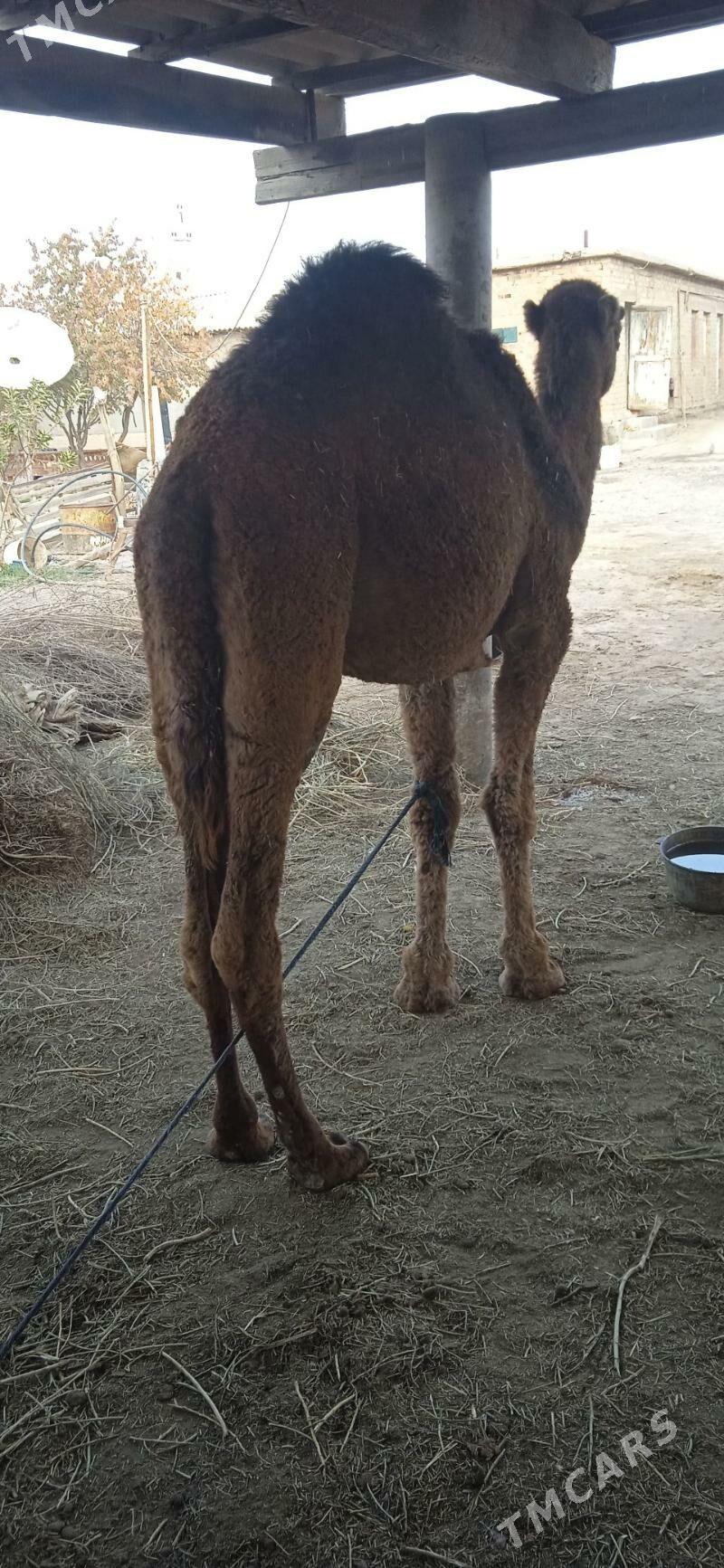 Ogşyk - Babadaýhan - img 3