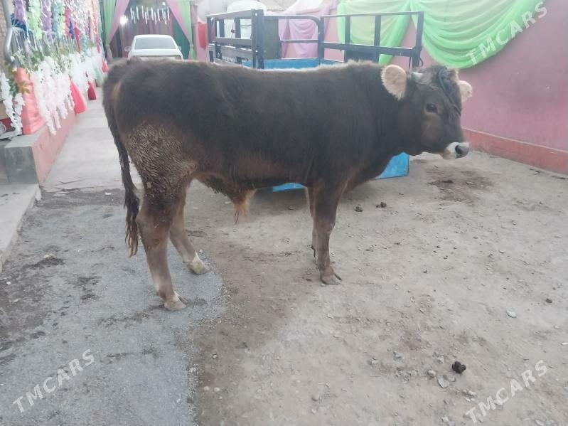 şwes okuz - Bäherden - img 4