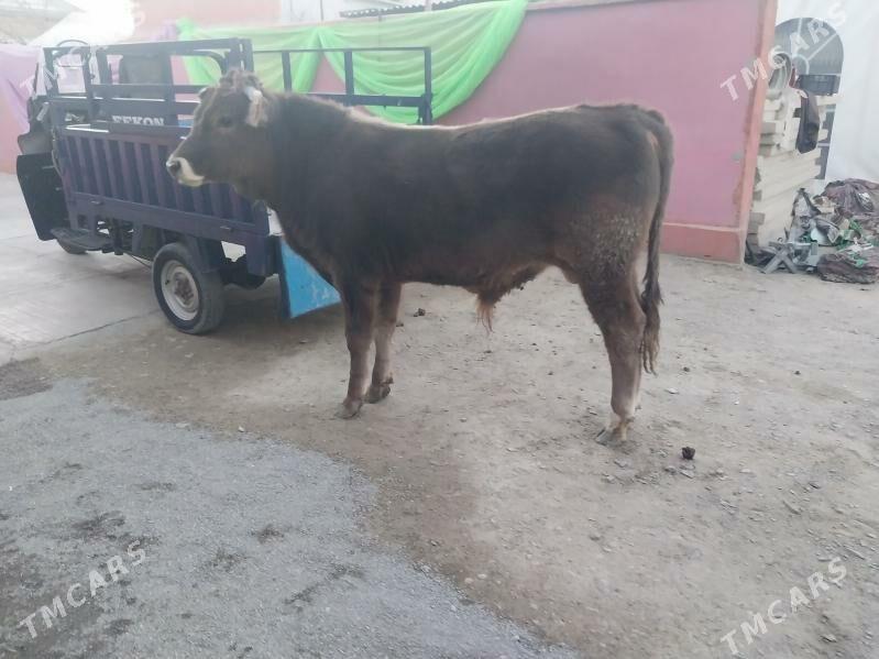 şwes okuz - Bäherden - img 6