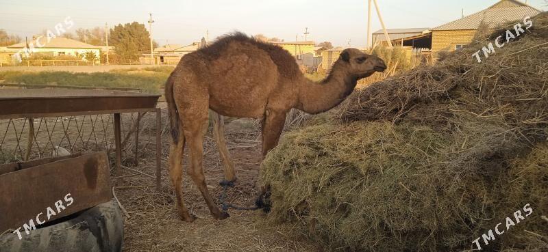 Ogşyk - Babadaýhan - img 5