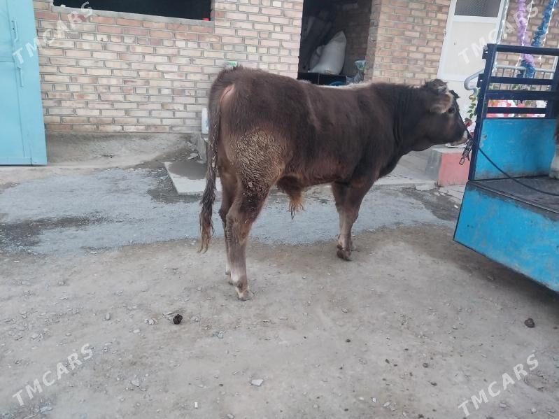 şwes okuz - Bäherden - img 5