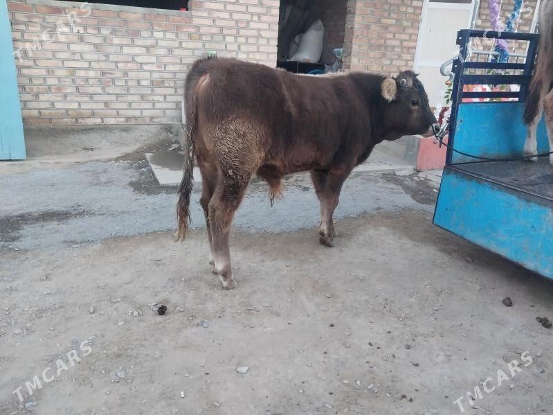 şwes okuz - Bäherden - img 8