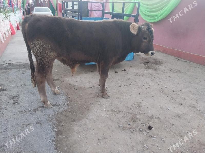 şwes okuz - Bäherden - img 7