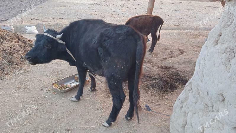 Okuz. - Гороглы (Тагта) - img 3