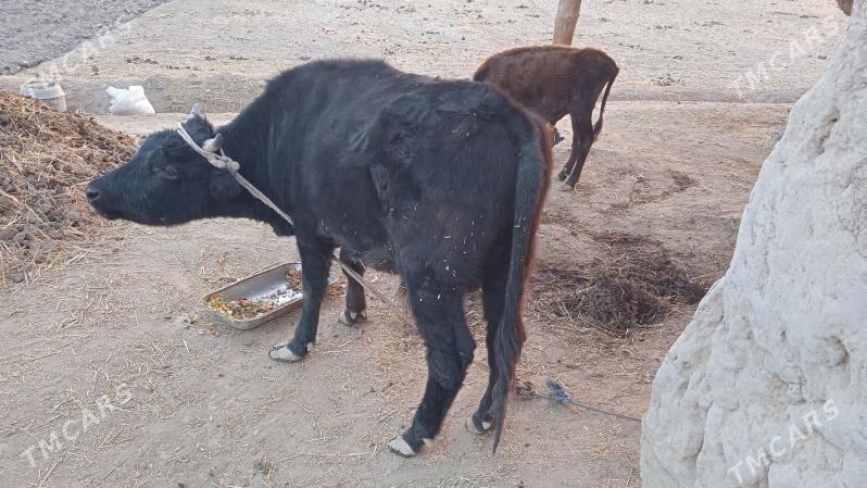 Okuz. - Гороглы (Тагта) - img 2