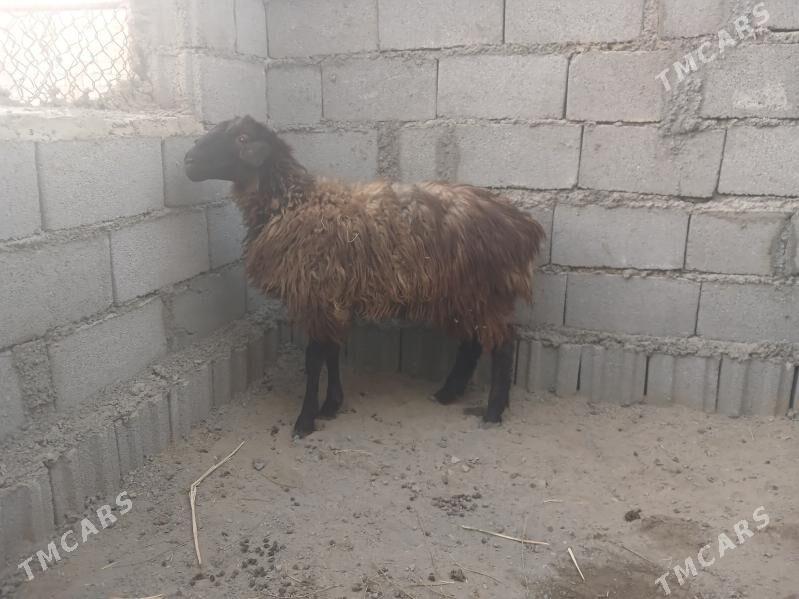 tokly - Gökdepe - img 1