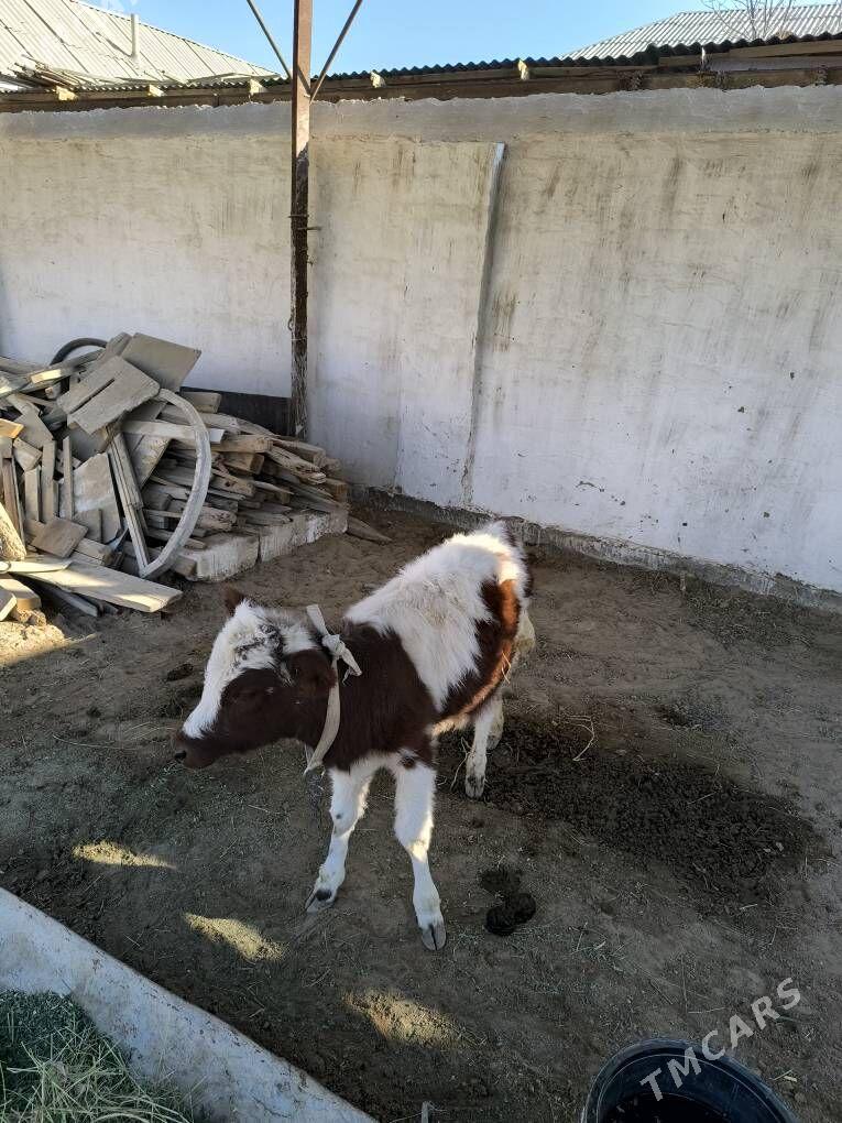 голе - Мары - img 3