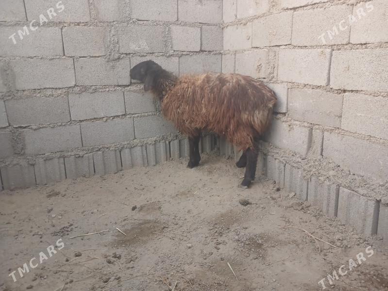 tokly - Гёкдепе - img 2