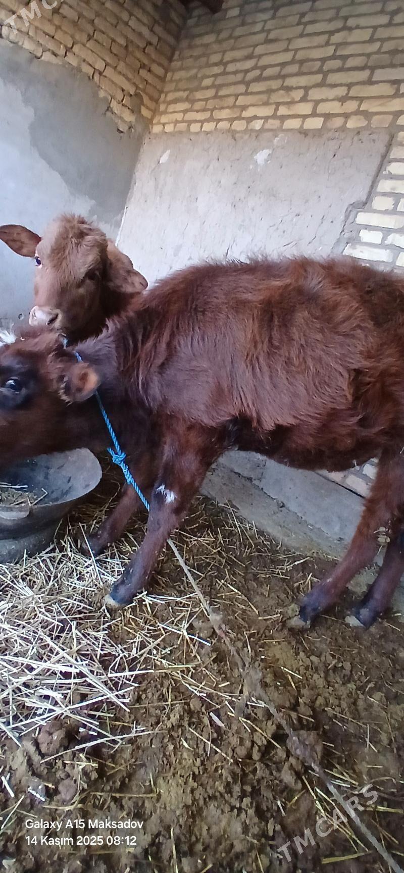 hojekler - Сакар - img 2