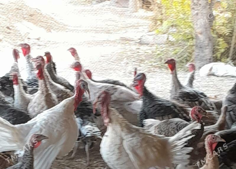 induk - Saýat - img 1