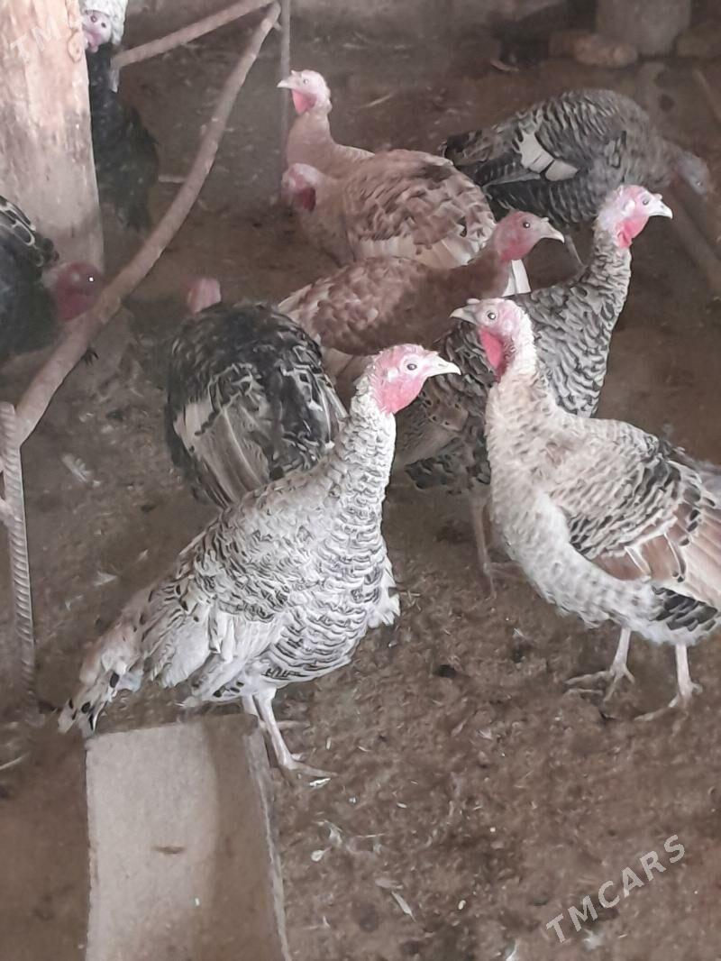 induk - Saýat - img 5