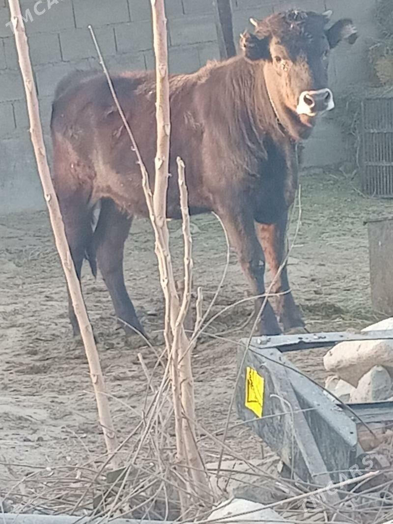 tSWESSWES TUWE - Бахарден - img 1