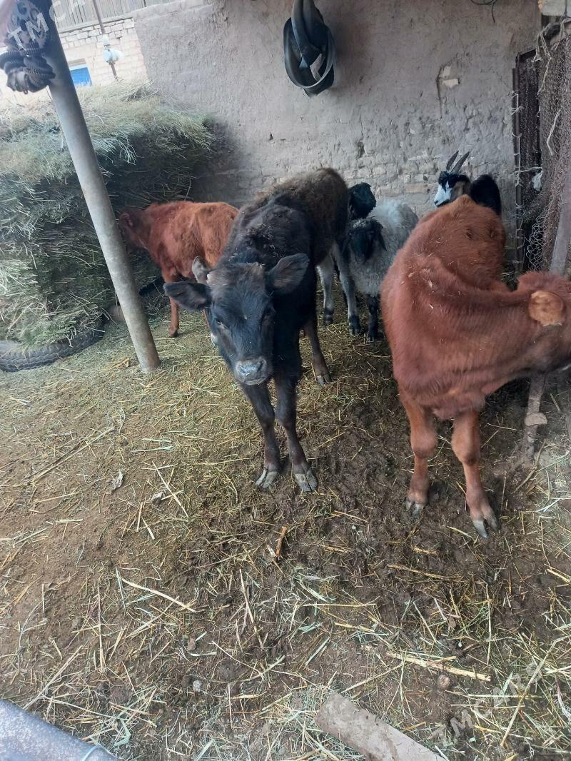 Gòle - Babadaýhan - img 2