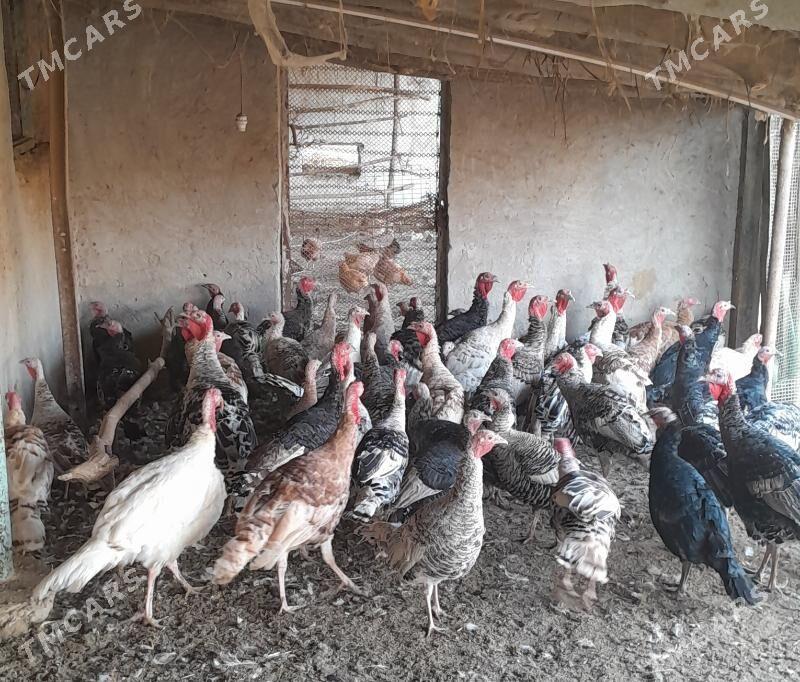 induk - Saýat - img 2