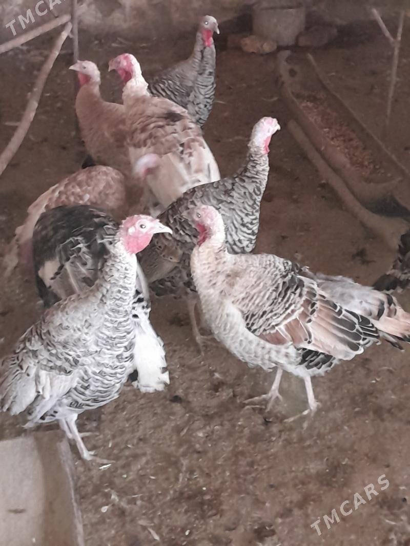 induk - Saýat - img 4