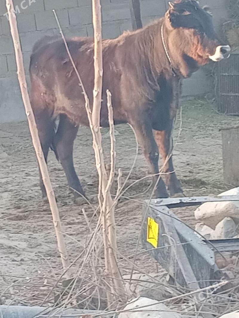 tSWESSWES TUWE - Бахарден - img 2