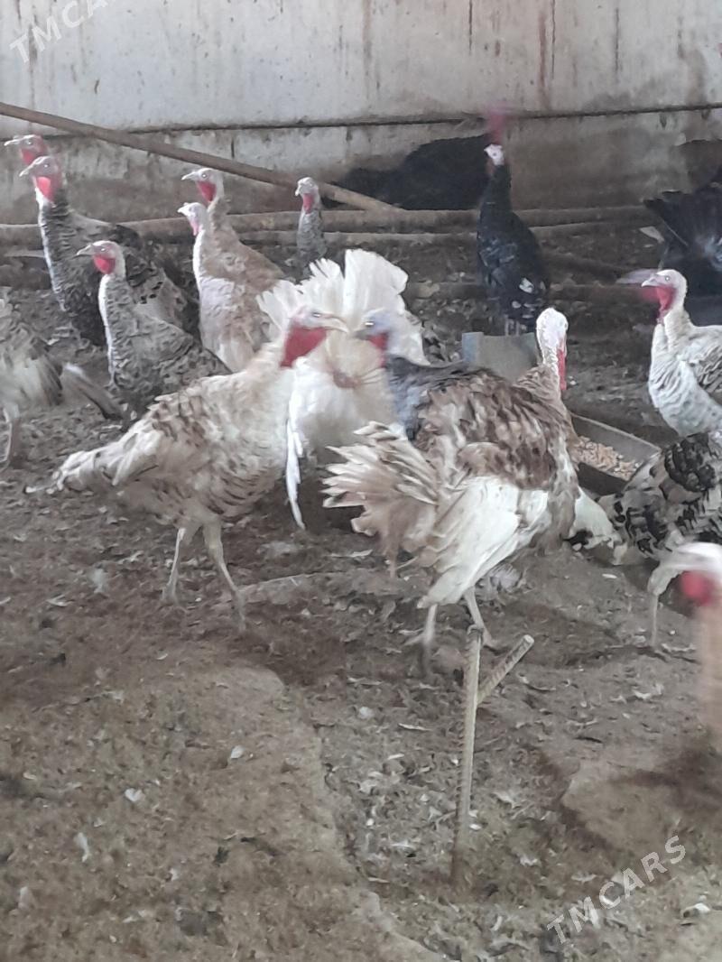 induk - Saýat - img 3