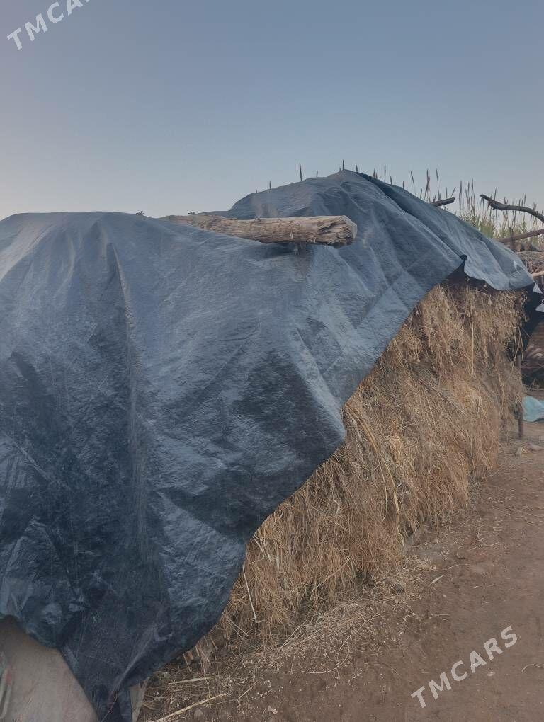 ot. bede - Çärjew - img 3