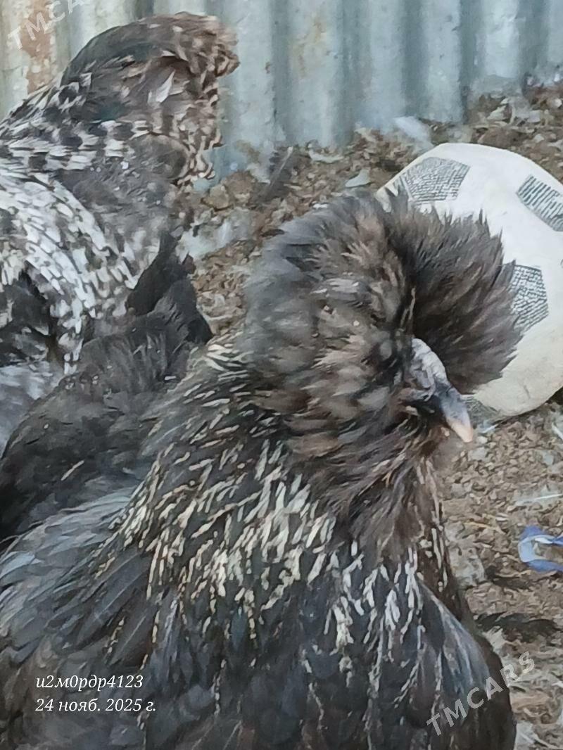 brama towuk - Çoganly - img 2