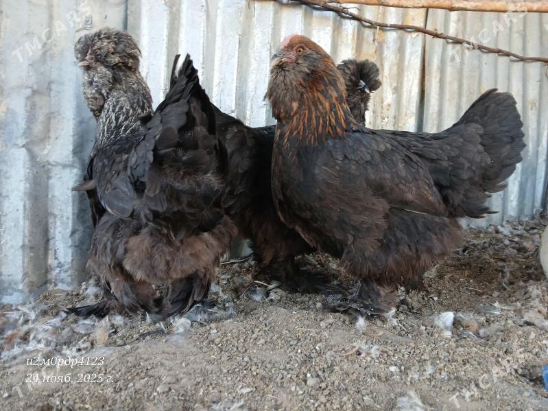 brama towuk - Çoganly - img 4