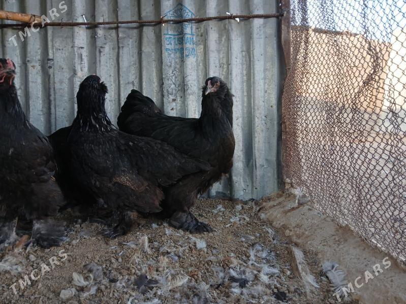 brama towuk - Çoganly - img 5