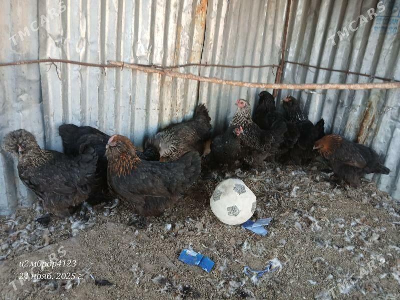 brama towuk - Çoganly - img 6