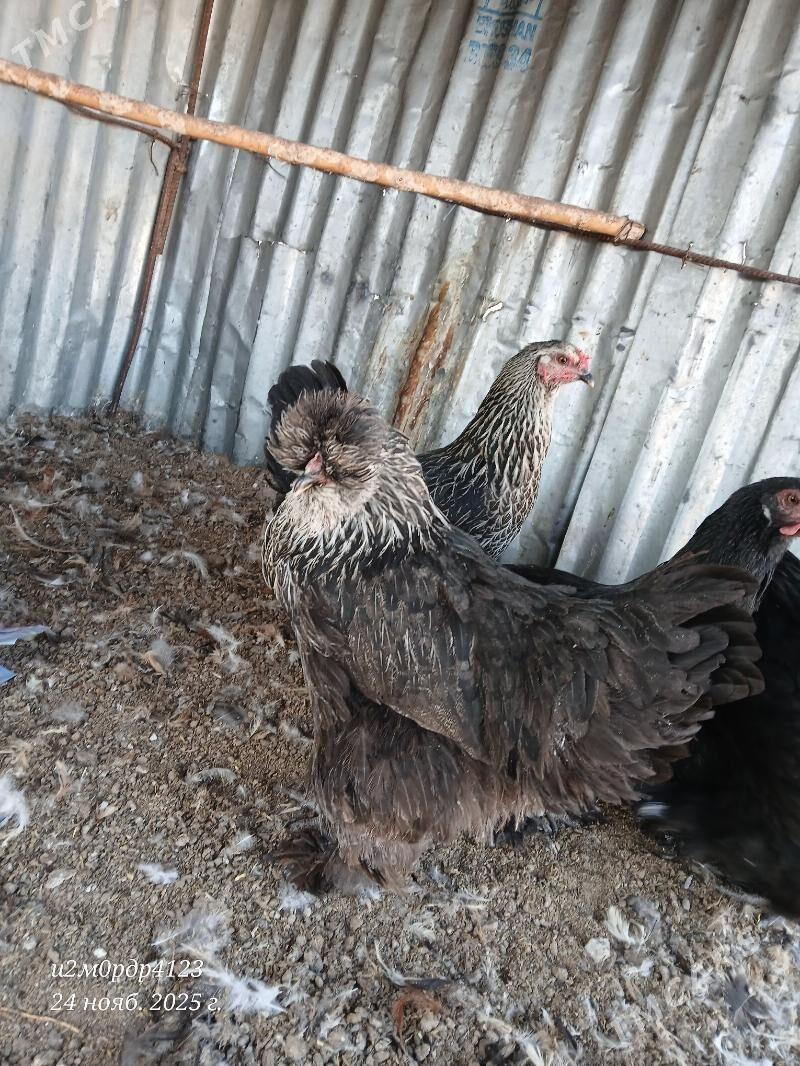 brama towuk - Çoganly - img 7