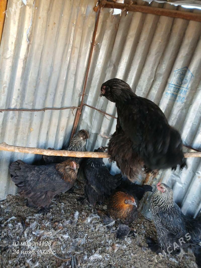 brama towuk - Çoganly - img 8