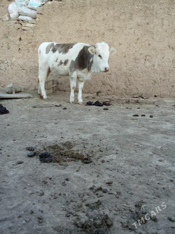 göleli sygyr - Бахарден - img 1