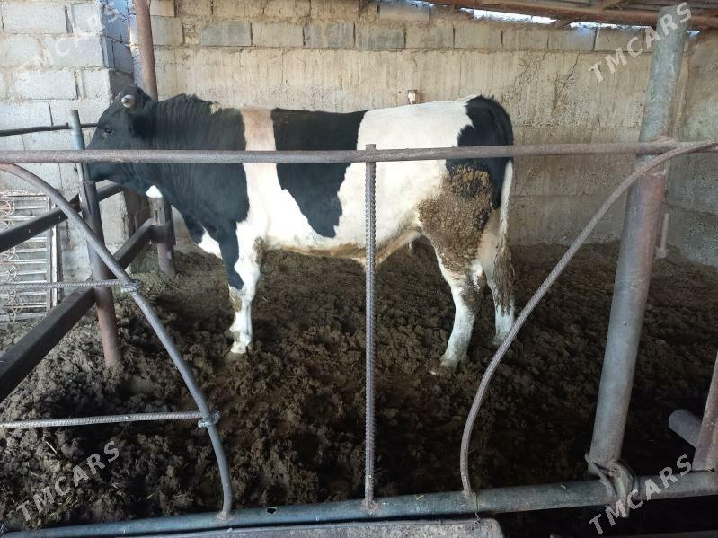 öküz - Анев - img 2