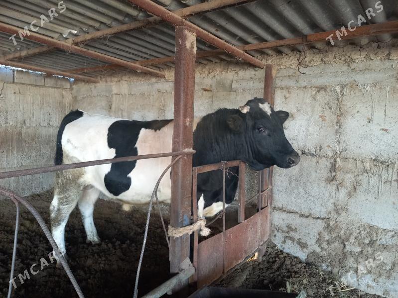 öküz - Анев - img 6