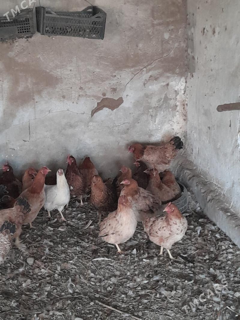 towuk - Saýat - img 2