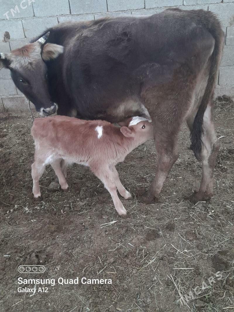 göleli sygyr - Бахарден - img 3