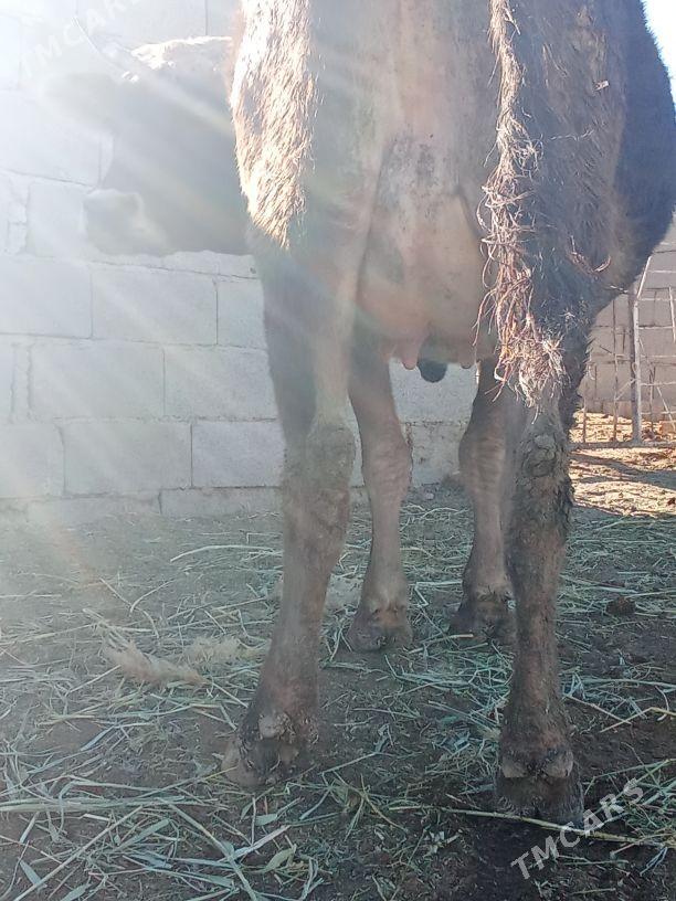 göleli sygyr - Бахарден - img 4