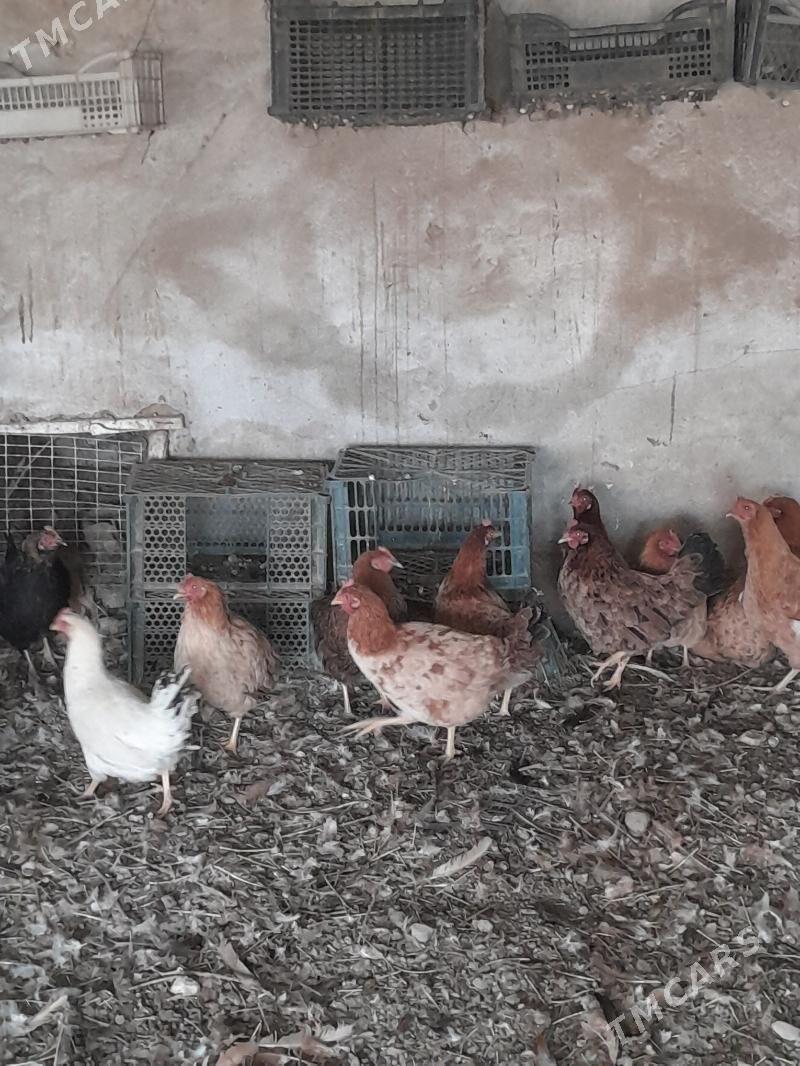 towuk - Saýat - img 3