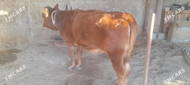 Tüwe göle - Ак-Бугдайский этрап - img 4