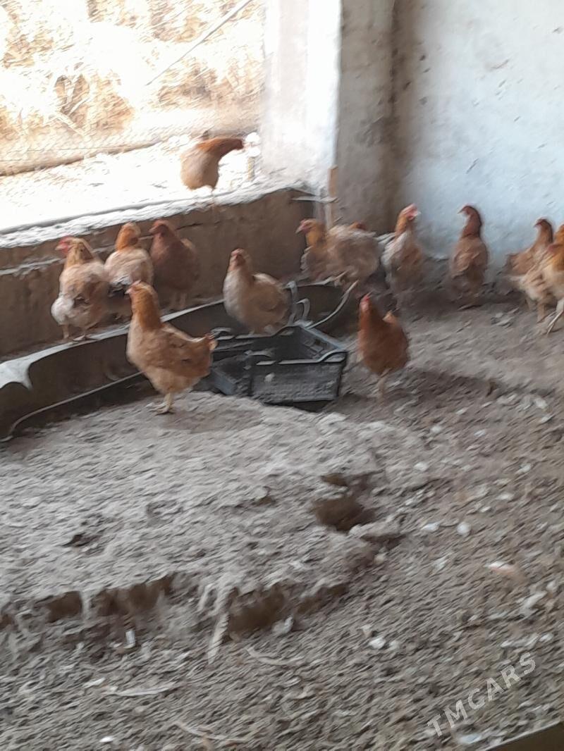 towuk - Saýat - img 6