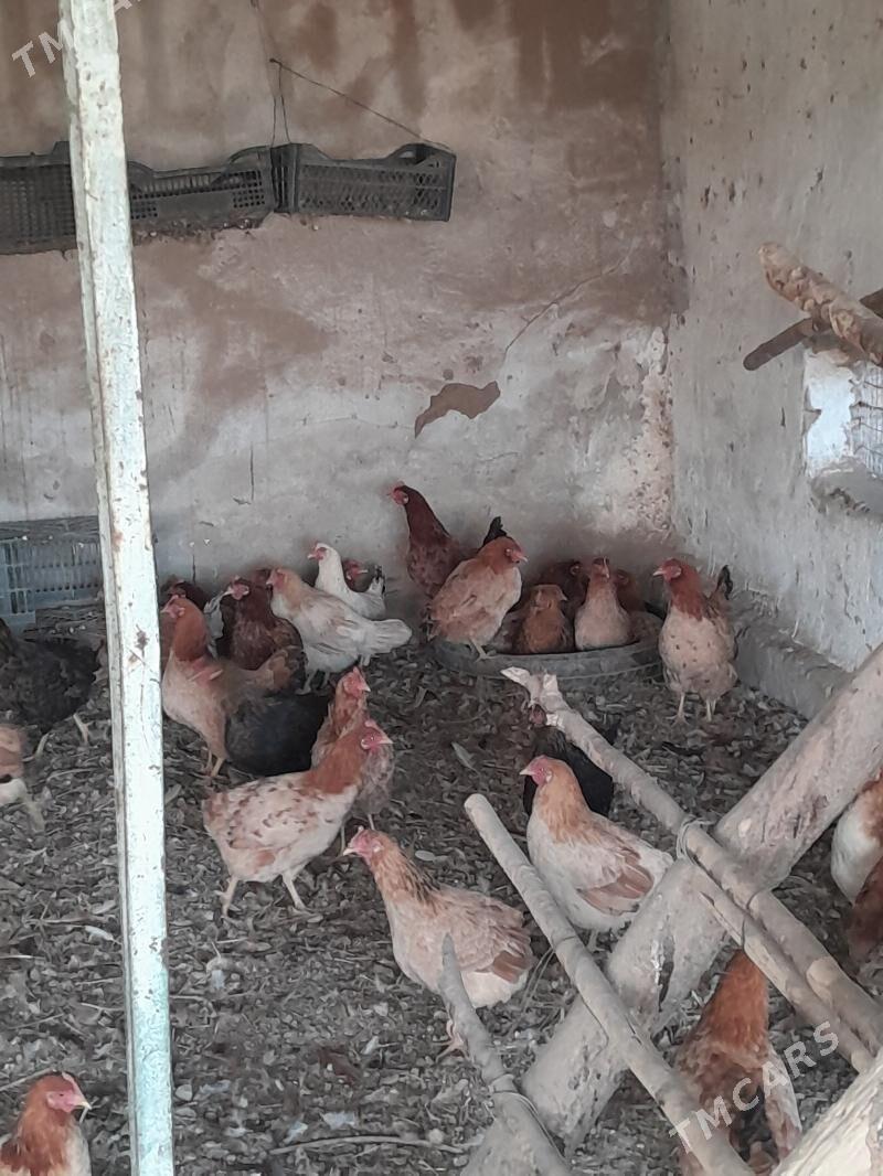 towuk - Saýat - img 5