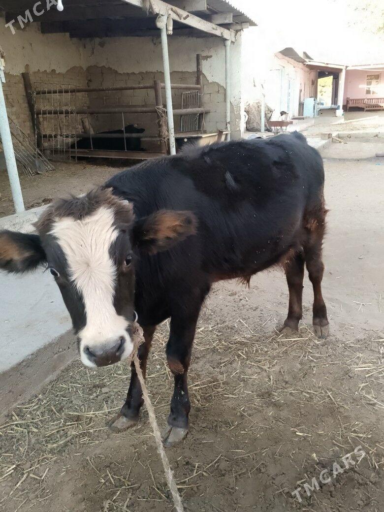 öküz - Ашхабад - img 1