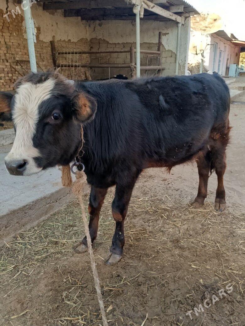 öküz - Ашхабад - img 2