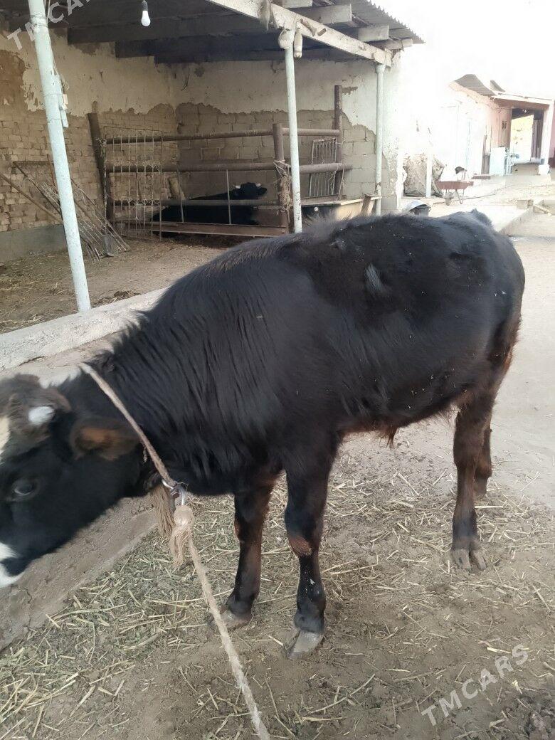 öküz - Ашхабад - img 3