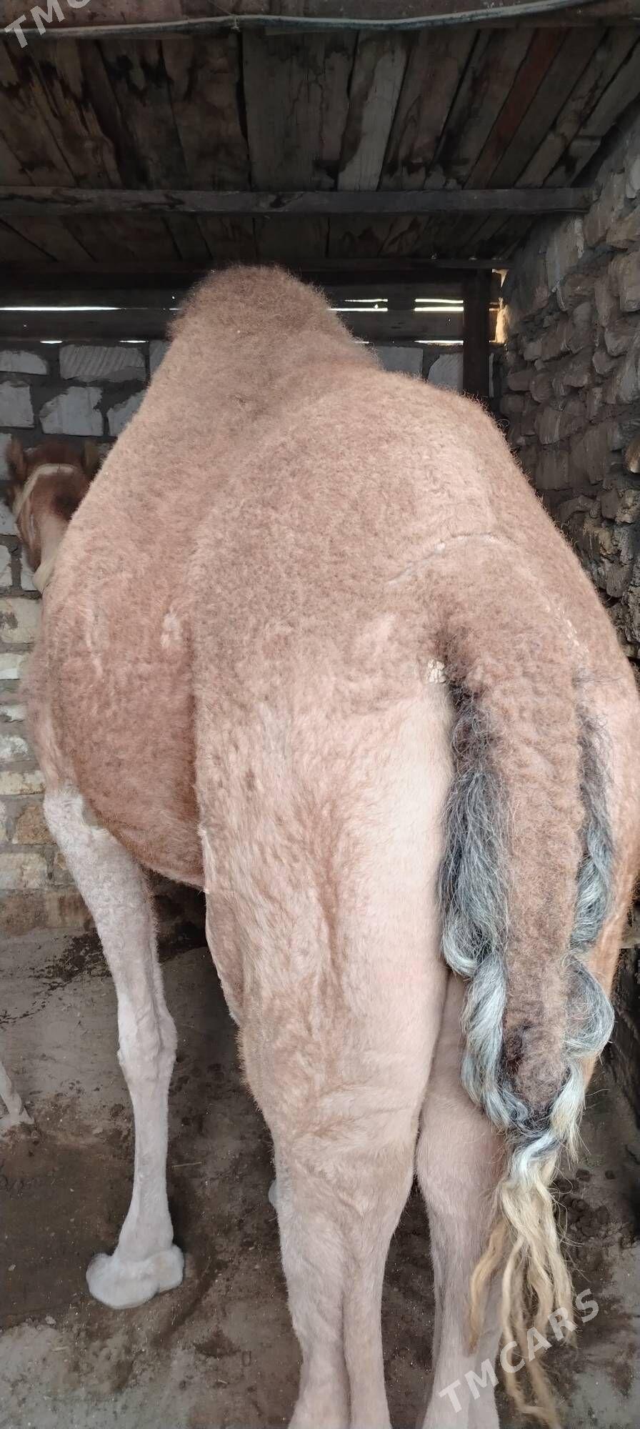 Düye - Balkanabat - img 2