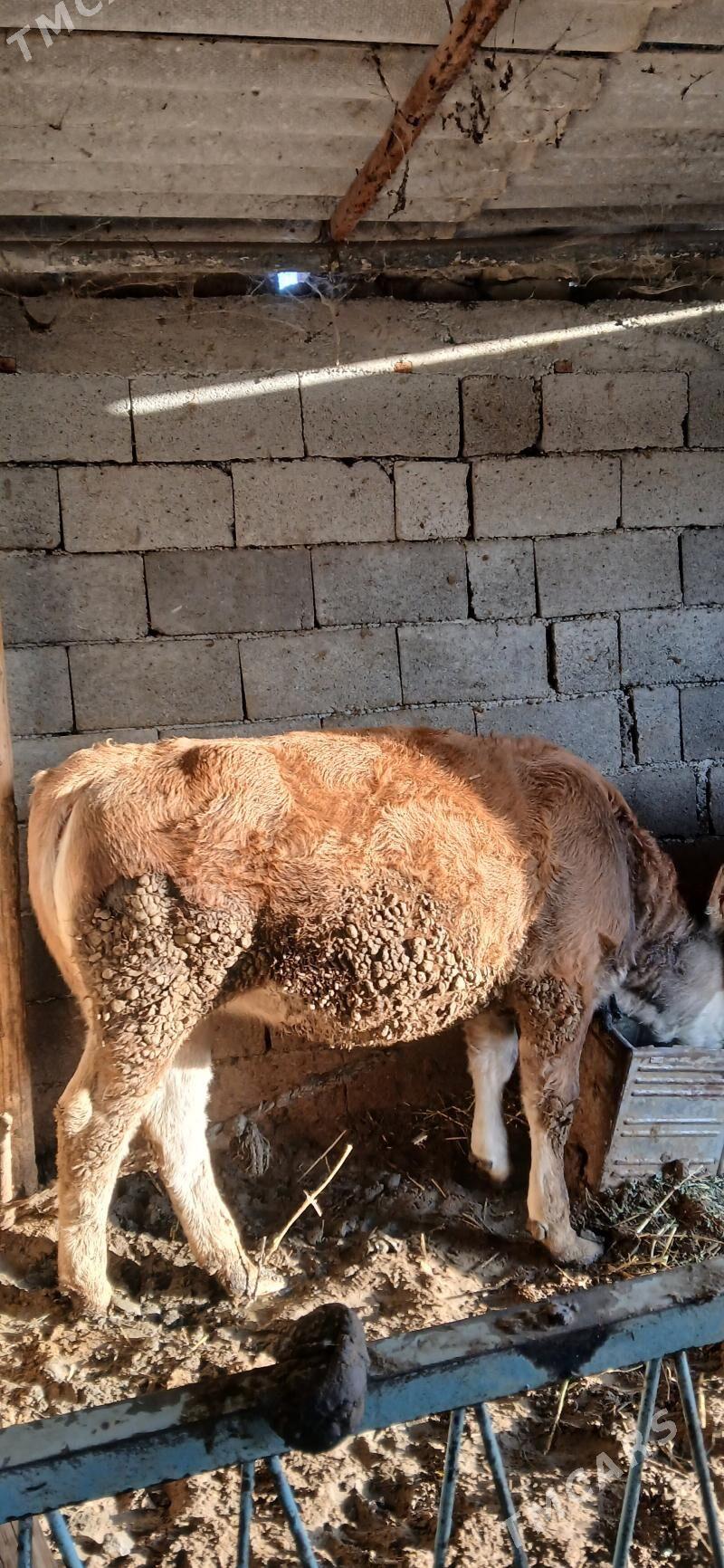 goleli sygyr - Гёкдепе - img 3