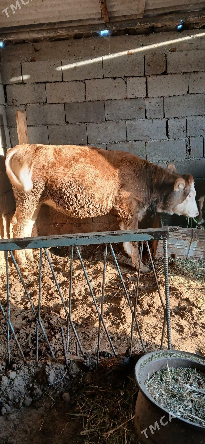 goleli sygyr - Гёкдепе - img 4