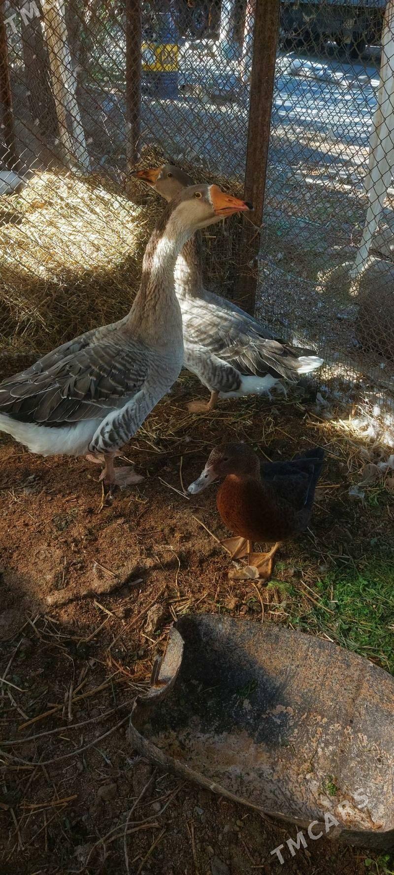 Gus - Бузмеин - img 4