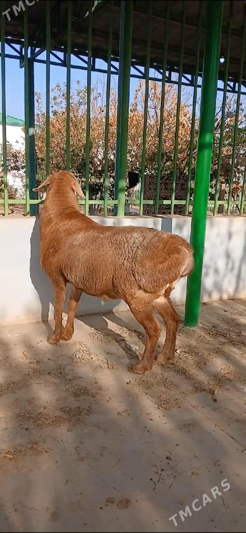 kisar goç - Тязе заман - img 2