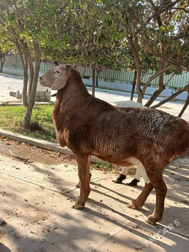 kisar goç - Тязе заман - img 4